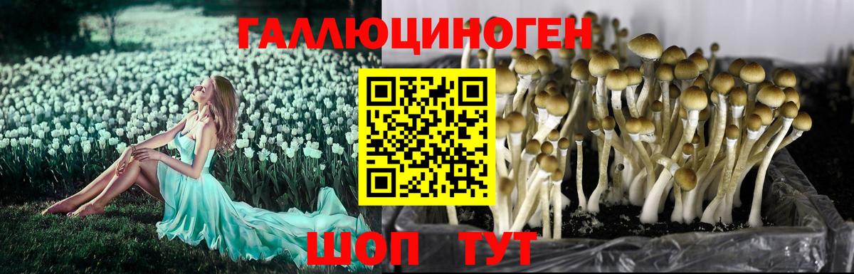 Галлюциногенные грибы GOLDEN TEACHER  Старая Купавна  Псилоцибиновые грибы Psilocybine cubensis 